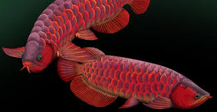 Penasaran dengan harga ikan ini di pasaran? 10 Jenis Ikan Arwana Dan Harganya Untuk Dipelihara Tokopedia Blog
