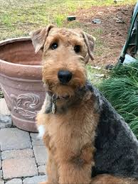 I Love The White Blaze On His Chest Airedale Terrier Airedale Dogs Airedale Terrier Puppies