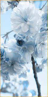 Explore blue flowers background on wallpapersafari | find more items about blue flowers wallpaper, blue wallpaper with white flowers, light we've gathered more than 5 million images uploaded by our users and sorted them by the most popular ones. Blue Flowers Bilder Blumen Gestecke Hochzeit Malen Tischdeko Zeichnen Light Blue Aesthetic Blue Aesthetic Pastel Blue Flower Wallpaper