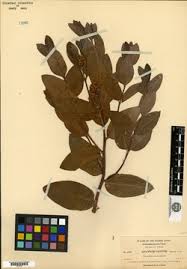 Image result for Ancylobothrys tayloris