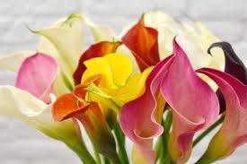 Bedeutung Calla: Was symbolisiert die weiße Blumenschönheit?