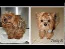 - Tennessee Yorkie Rescue - ADOPTIONS - Rescue Me!