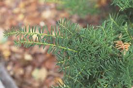 Image result for Eremospatha cuspidata