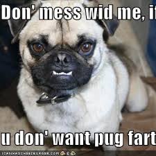 Don Mess Wid Me Ifn U Don Want Pug Farts Pug Dog Pictures Pugs Funny Funny Dog Pictures