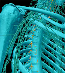 Image result for Sympathetic Nervous System