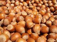 Hazelnut In Hindi Translation English Hindi Dictionary
