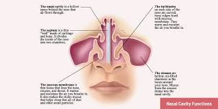 It is lined with a mucous membrane that helps keep your nose moist by making mucus so you won't get nosebleeds from a dry nose. What Is Nasal Cavity Amazing Fun Facts About Nasal Cavity Diseases Function Anatomy