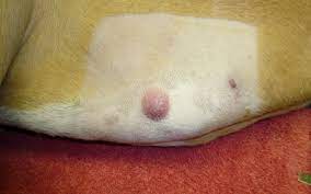 The dog cancer diet, as outlined by dr. Mast Cell Tumors In Dogs Vca Animal Hospital
