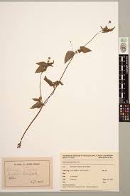Image result for Galinsoga parviflora