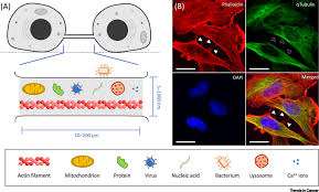 Animal cells, which are the fundamental units of life in the animal kingdom, are eukaryotic cells. Tunneling Nanotubes The Fuel Of Tumor Progression Trends In Cancer