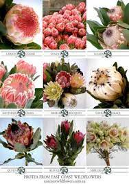 For weeks i have enjoyed the company of daffodils on my kitchen table, which are a lovely prelude to the season's supply of cut flowers for bouquets. 28 What We Grow South African Natives Ideas Flowers Daily Farm Flora