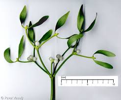 Image result for Viscum