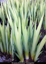 Image result for Iris pseudacorus
