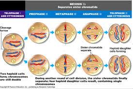 Maybe you would like to learn more about one of these? A Summary Of How Cell Division Meiosis In Cells Meiosis Plant And Animal Cells Cell Forms