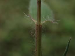 Image result for Urochloa umbellata
