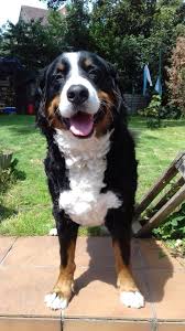 Bernese mountain dogs are gentle giants that make a wonderful family pet because they are great with children & other dogs. Avec Ma Coupe D Ete Labrador Retriever Dog Bernese Mountain Dog Mountain Dogs