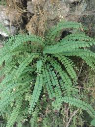 Image result for Trichomanes