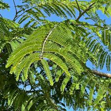 Image result for Colvillea