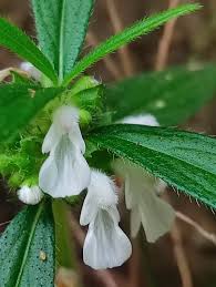 Image result for Leucas