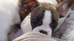 Here we have a beautiful litter of 7 healthy french bulldogs, 3. French Bulldog In Los Angeles