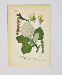 Image result for Populus ×  canescens