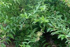 Image result for Cestrum nocturnum