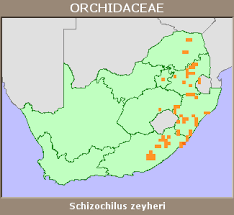 Image result for Schizochilus