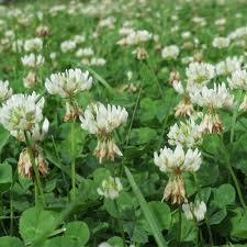 Can you eat clover flowers uk. White Clover Vialii Gardens