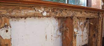 But they have been known to tunnel through softer materials, like thin plastic, to get at the cellulose. Concrete Termites Separating Fact From Fiction Abc Blog