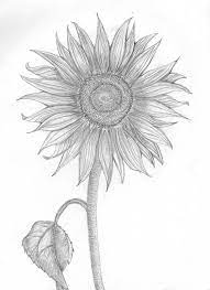 Check spelling or type a new query. Sunflower Flickr Photo Sharing Pencil Drawings Of Flowers Sunflower Drawing Flower Drawing