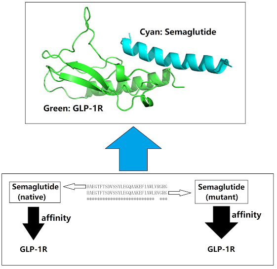 Can Semaglutide Bind Tighter to GLP-1R?[v1] | Preprints.org