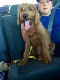 Enter your email address to receive alerts when we have new listings available for f1 labradoodle puppies for sale. Ckc Registered F1 Red Male Labradoodle For Sale In Yuba City California Classified Americanlisted Com