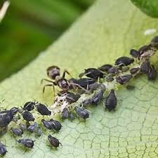 Die Besten Hausmittel Gegen Blattlause Hausmittel Gegen Blattlause Schadlinge Im Garten Garten Pflanzen