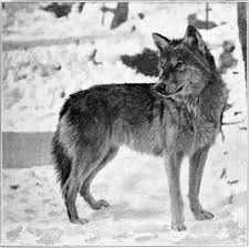 Great Plains wolf