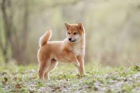 The idea of mini shiba inu increases that appeal for some dog lovers. Shiba Inu Steckbrief Charakter Pflege Haltung Mein Haustier
