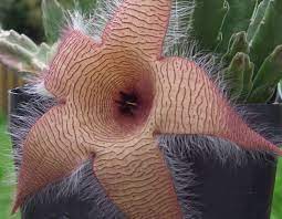 Ya know that horrific dead animal smell? 10 Plants That Smell Like Meat Mental Floss