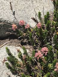 Image result for Phyllodoce breweri