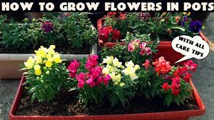 Fizy milyonlarca şarkı, video klip, onlarca radyo kanalı ve fazlasına ulaşmanı sağlayan dijital müzik platformudur. How To Grow Flower Plants At Home Youtube
