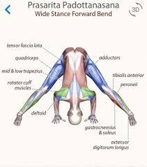 Pin By Dominika Zelazowska On Joga Yoga Anatomy Yoga Muscles Wellness Yoga