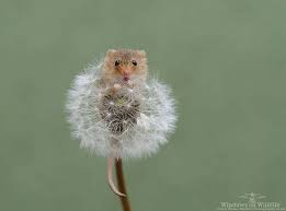 35 Adorable Photos Of Harvest Mice Living Their Tiny Lives By Dean Mason Harvest Mouse Animals Cute Animals