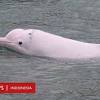 Meskipun sulit untuk menempatkan makhluk laut tertentu ke dalam kategori mamalia atau ikan, ada petunjuk tertentu yang membantu dalam mengklasifikasikan. Https Encrypted Tbn0 Gstatic Com Images Q Tbn And9gcsr0cell3u Npa4 V2awj7mzeosffjlvj 3s51u6ttchh4feqoq Usqp Cau