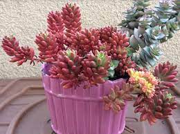 Cactus seeds after a month of growing. Sedum Rubrotinctum Aurora Pink Jelly Beans Care Propagation Succulent Plant Care