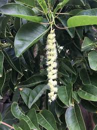Image result for Phytolacca dioica