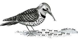 Birds Of Cape Cod Book When A Bird Is Alive It Eats Ants Yet When It Dies The Ants Eat It Circumstances Can Change At Any Time And The Tables Usual Bird Watchers Ismail Menk Bird