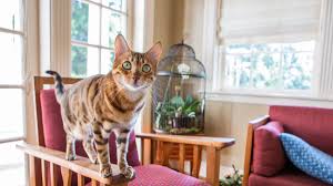 These living rooms will make you want to redecorate right now. Top 10 Trainable Cat Breeds Bechewy
