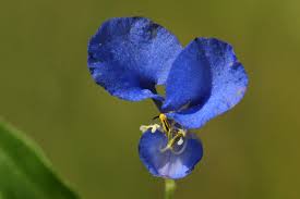 Image result for Commelina diffusa