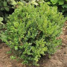 Image result for Buxus acutata