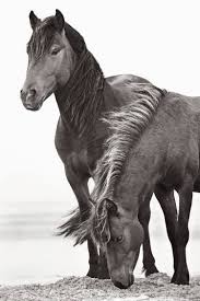 Black And White Mustang Horse For Sale Original Black White Photography For Sale Saatchi Art With Images Wild Animals Photography Horses Animal Photography