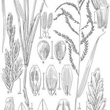 Image result for Daknopholis