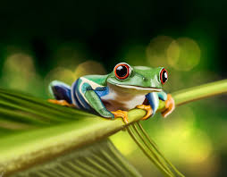 We always hope you're going to follow along with us so we can draw together. Artstation Realistic Frog In Photoshop Juan Camilo Bedoya Vargas